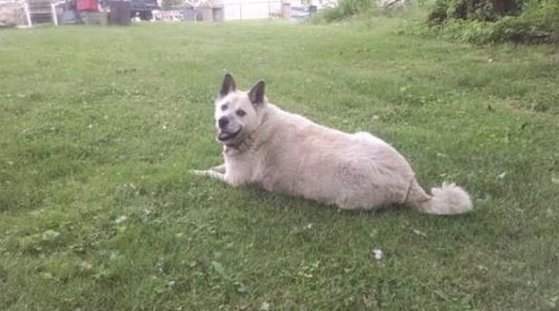 Hunter, a large dog, was shot on Christmas Eve at a home on Springfield-Xenia Road by a Clark County Sheriff’s Office deputy.