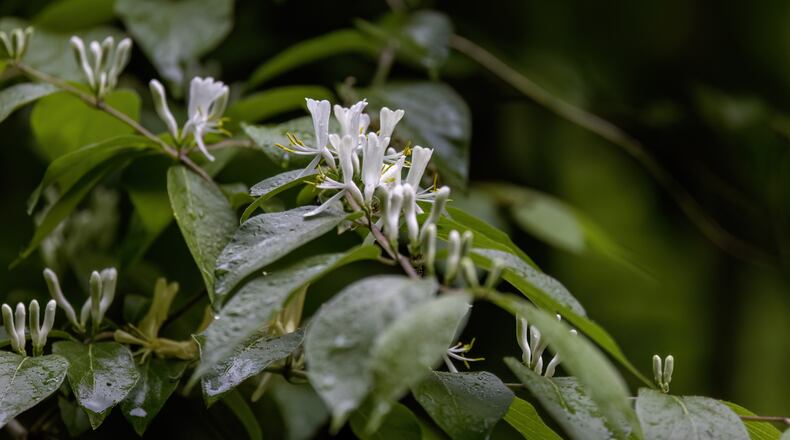Flowers of an Amur Honeysuckle bush, Lonicera maackii, an invasive species in Ohio. iSTOCK/COX