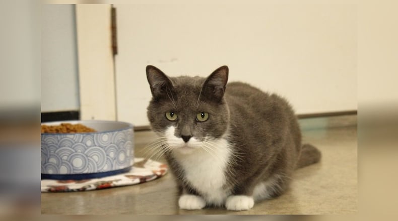 Hello, I’m Skyler. I’ve had quite the journey but I’ve kept my sweet and cuddly nature. I love being around people, offering gentle purrs and warm cuddles to anyone who needs a friend. I’m very friendly and adore being close to humans, sharing quiet moments and affection. I’m looking for a forever home where I can share all the love I have. If you’re looking for a gentle and loving companion to share your days with, I’m the perfect cat for you. Let’s create a cozy life together. Visit me at the Paws Animal Shelter, 1535 West U.S. Highway 36, Urbana. Check out Paws at pawsurbana.com, on Facebook at facebook.com/paws.urbana, on Petfinder at petfinder.com or call 937-653-6233. To apply to adopt any of the cats or kittens, visit pawsurbana.org. Paws is in need of volunteers and foster homes. CONTRIBUTED