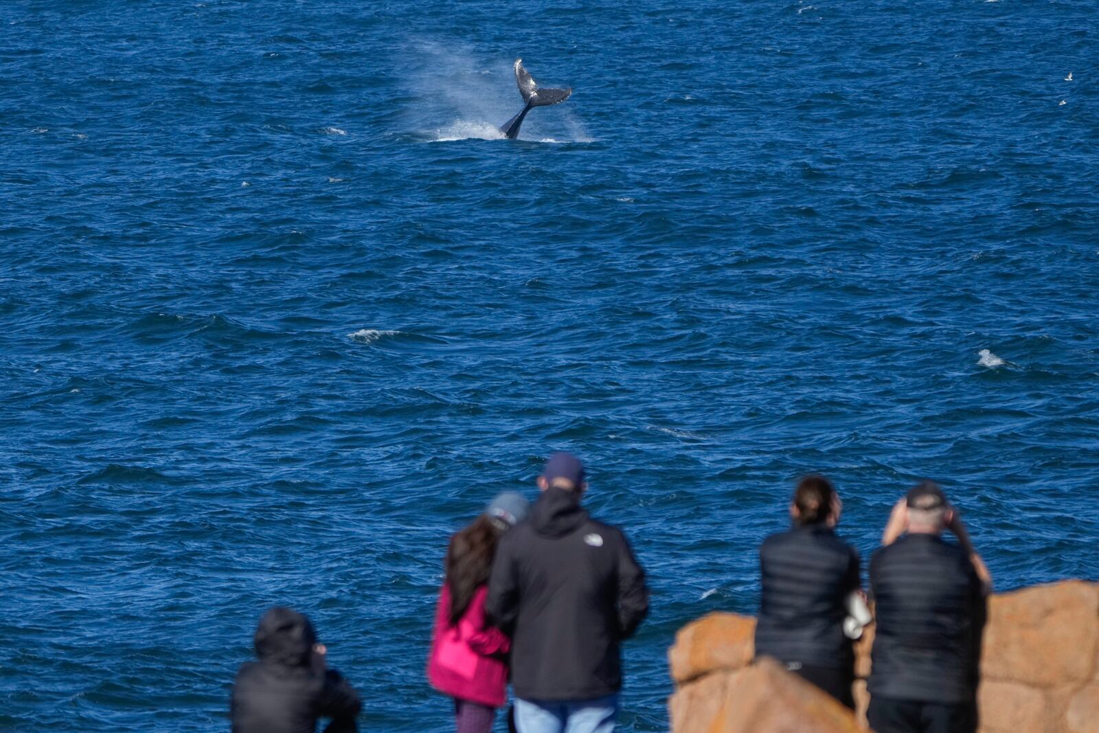 FILE - Spectators watch a whale swim past at Boat Harbour north of Sydney, Australia, on June 10, 2024. (AP Photo/Mark Baker, File)