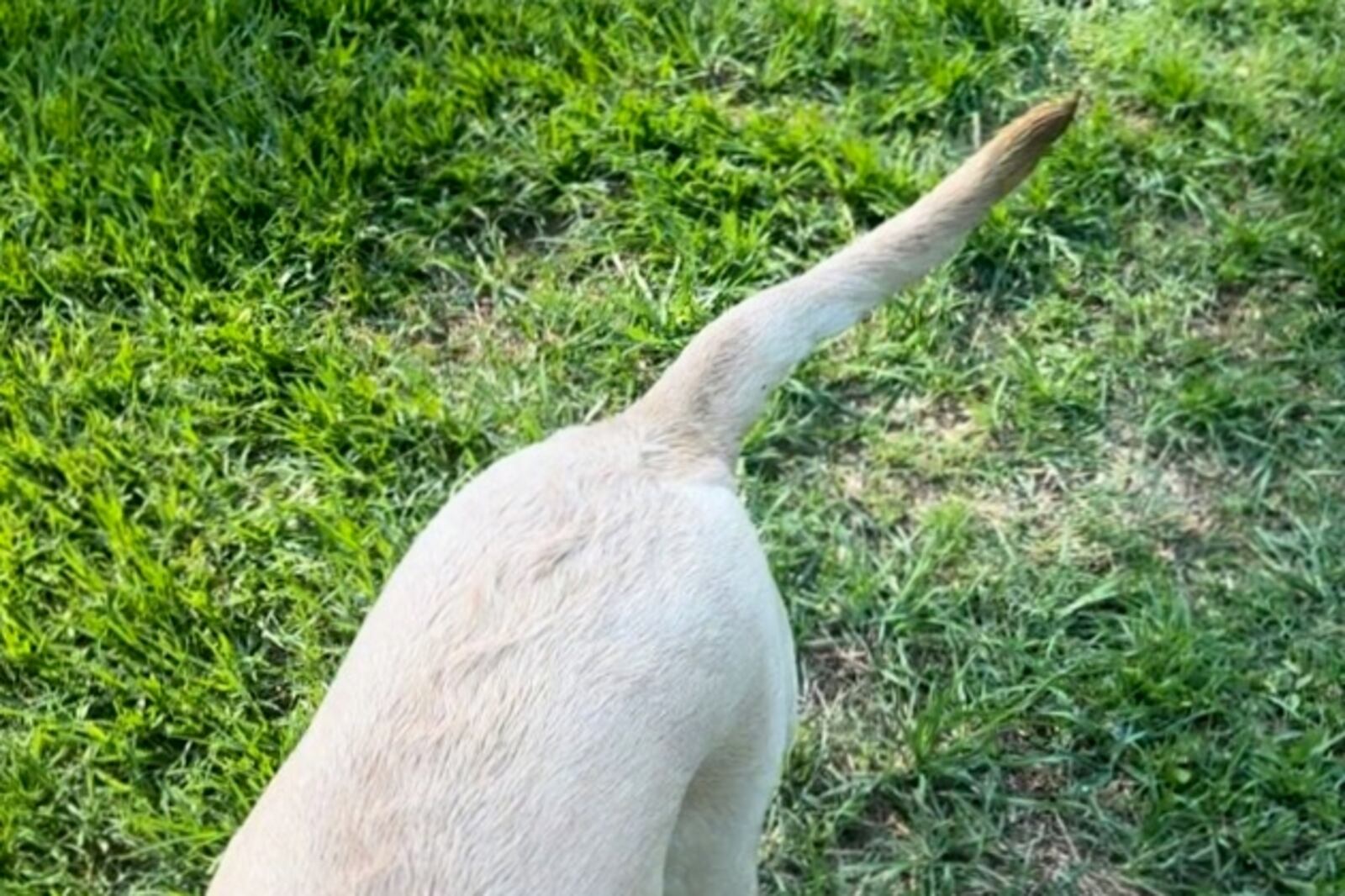 Addie's flat tail, a sign of a limber tail. Addie didn’t like her tail being touched when she had the condition. LAUREN JACK/CONTRIBUTED
