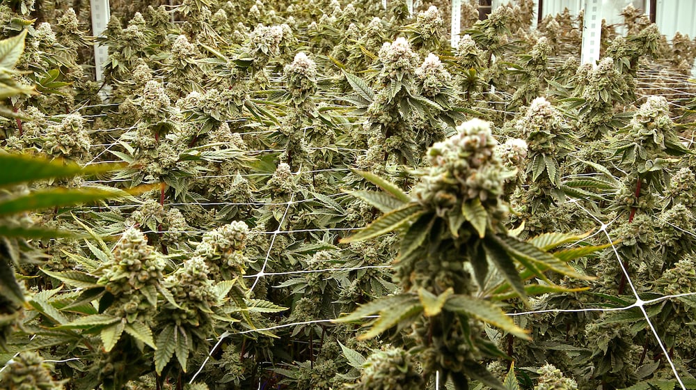 Senate Bill 56 could lead to local communities being paid sales tax for recreational marijuana sales. FILE PHOTO