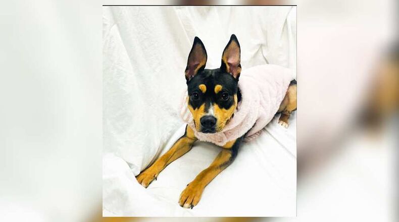 Meet Xena! She is a 2-3 year old, Australian Kelpie mix, around 42 lbs. She’s ready to bring all the fun and love into your life. This girl has a gorgeous coat with soft shades of brown, black, and white, and tall perky ears. Xena is as sweet as she is beautiful, with a heart full of pure affection for everyone she meets. She loves her walks, enjoys a good game of fetch, and would thrive in a home that can match her playful energy. If you have other pets, we do recommend a meet-n-greet prior to adopting to make sure it’s a good match. Come check her out and take her home. Clark County Dog Shelter is at 5201 Urbana Road, Springfield. CONTRIBUTED