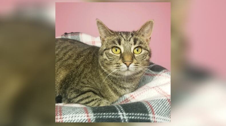 Meet Gemma. She is a 2-1/2-year-old spayed tabby. Gemma is a quiet, sweet kitty who loves people; however, she is not fond of dogs. She’s looking for a home without any of those. Other than that, Gemma will do well in just about any home. Come meet her in the Catacabana Room at the Paws Animal Shelter, 1535 West U.S. Highway 36, Urbana. Check out PAWS at pawsurbana.com, on Facebook at facebook.com/paws.urbana, on Petfinder at petfinder.com or call 937-653-6233. PAWS is in need of volunteers and foster homes. CONTRIBUTED