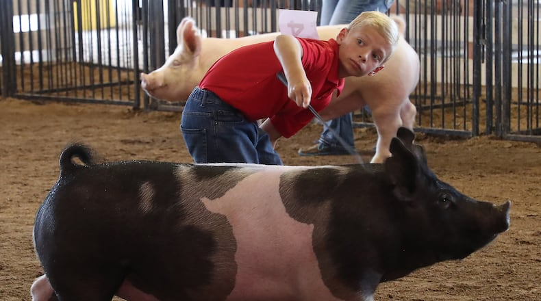 Garrett Phillips shows his pig Sunday at the Clark County Fair. BILL LACKEY/STAFF