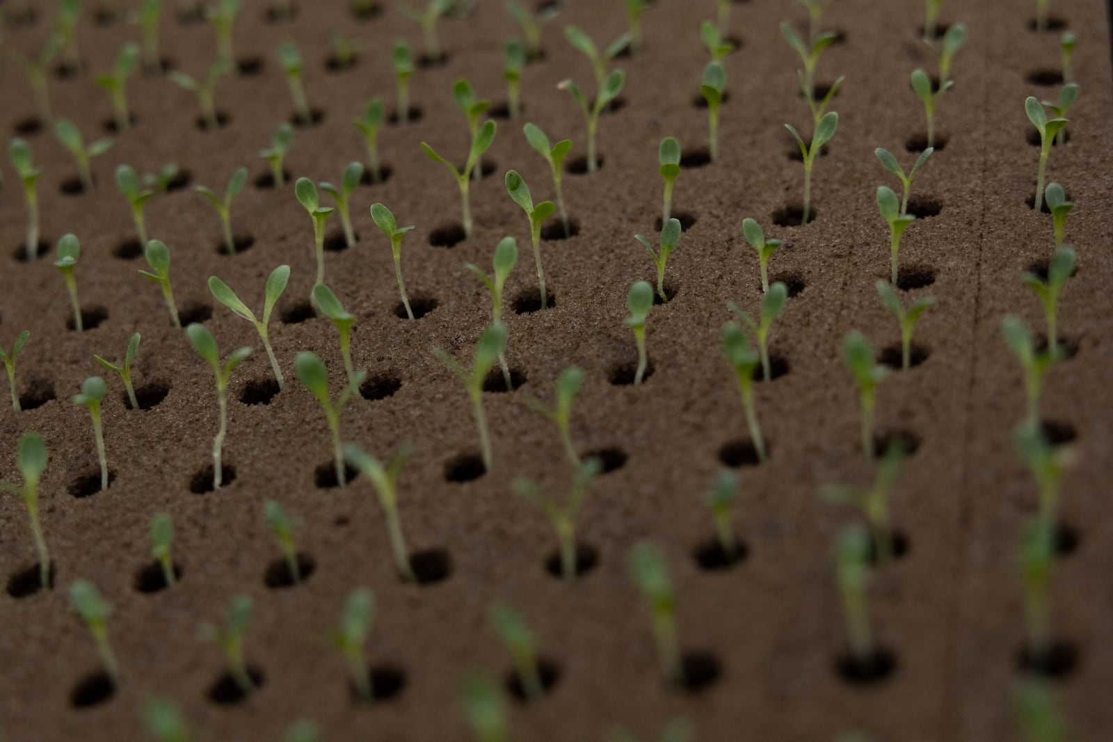 Young plant sprouts are kept in a tray at Bolton Farms, a hydroponic farm, on Friday, March 21, 2025, in Hilton, N.Y. (Caitlyn Daproza via AP)
