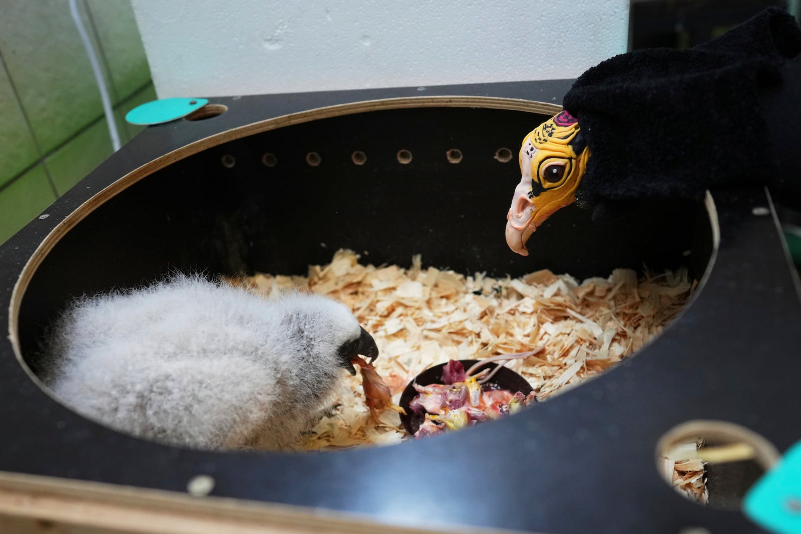 A lesser yellow-headed vulture that hatched three weeks ago is being fed by using a puppet that imitates a parent bird at the zoo in Prague, Czech Republic, Thursday, July 24, 2025. (AP Photo/Petr David Josek)