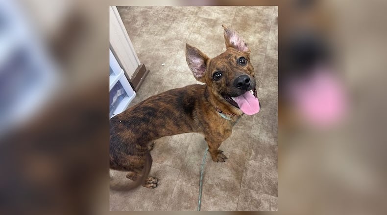 Joey is a 30 lb. mixed breed and is about 1-year-old. He is very sweet and full of energy. He seems fine with other dogs, but we always recommend a meet-n-greet prior to adopting. His adoption fee is $77 this week as he is the shelter’s Pet of the Week. This includes vaccines, alteration, microchip, 2022 dog license and a free vet check. Call 937-521-2140 to schedule an appointment. Clark County Dog Shelter is at 5201 Urbana Road, Springfield. CONTRIBUTED