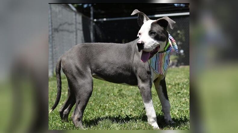 Meet Paris. She is a 43 lb. mixed breed, around 10 months old. At her age, she has lots of energy and is very playful. She does great with children and seems fine with other dogs but, we always recommend a meet-n-greet prior to adopting. Her adoption fee this week is $77, as she is the shelter’s Pet of the Week. That includes her vaccines, alteration, microchip, 2022 Dog license, and a free vet check. Call 937-521-2140 to schedule an appointment to meet Paris. Clark County Dog Shelter is at 5201 Urbana Road, Springfield. CONTRIBUTED