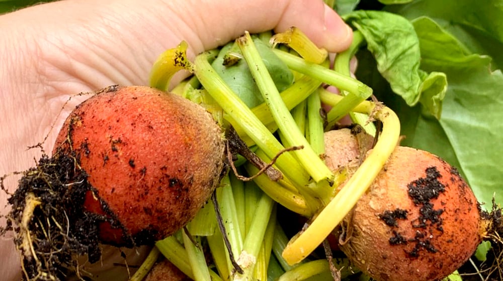 This July 2021 photo provided by Jessica Damiano shows newly harvested golden beets. JESSICA DAMIANO VIA AP