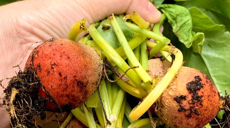 This July 2021 photo provided by Jessica Damiano shows newly harvested golden beets. JESSICA DAMIANO VIA AP