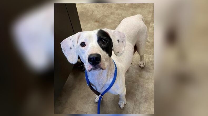 Meet Marigold! She is a sweet 41 lb., Hound mix, around a year and a half old. This sweetheart loves attention, treats and playtime. We have not seen any issues with other dogs here at the shelter however, we do recommend a meet-n-greet, prior to adopting, if you have other pets. Her adoption fee is $77 this week, as she is the Pet of the Week. That includes her spay, heartworm test, vaccines, microchip, dog license, and a free vet check. If you are interested in meeting Marigold, call 937-521-2140. Clark County Dog Shelter is at 5201 Urbana Road, Springfield. CONTRIBUTED