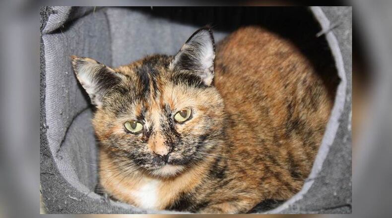 Hello, I’m Marble. I’m sweet as a sugar cookie, though a bit shy. I’ve been told I have a gentle spirit. It’s true, I might take a little while to warm up to new people, but once I do, I promise to shower you with love. I’m still learning how to socialize, so I’d appreciate a patient friend who can help me come out of my shell. I’m not the kind of cat who will jump on your lap immediately, but give me some time and I’ll be your best companion. If you’re looking for a loyal friend who will appreciate your kindness, then I’m the cat for you. I’ve made a new cat friend since being at Paws. Little CJ likes to cuddle with me in my covered bed. Come visit me at 1535 West U.S. Highway 36, Urbana. Check out Paws at pawsurbana.com, on Facebook at facebook.com/paws.urbana, on Petfinder at petfinder.com or call 937-653-6233. Paws is in need of volunteers and foster homes. CONTRIBUTED