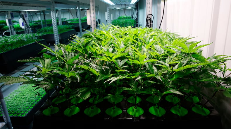 Young cannabis plants grow hydroponically at Pure Ohio Wellness Monday, Dec. 4, 2023. BILL LACKEY/STAFF