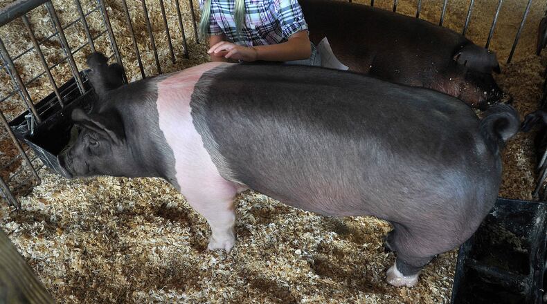 Cora Hildebrand, of Troy, prepares her hog for judging at the Miami County Fair Wednesday. MARSHALL GORBY\STAFF