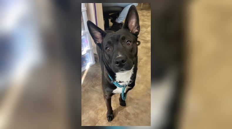 Princess Sissy is a mixed breed, around 1-½-years-old, that weighs around 50 lbs. She likes to be loved at all times. She also does okay with kids, and has done fine with other dogs here at the shelter. However, we do recommend a meet-greet prior to adopting, so we can make sure it’s a good fit. Her adoption fee this week is $111, as she is our Pet of the Week. That includes her spay, vaccines, heartworm test, microchip, dog license, and a free vet check. Call 937-521-2140 to meet her. Clark County Dog Shelter is at 5201 Urbana Road, Springfield. CONTRIBUTED