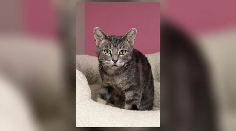 Hello, I’m Siri. I’ve spent my days being a nurturing mother to my kittens and teaching them the ways of the world. Now, they’ve grown and started their own journeys. It’s my turn to enjoy life. I’m sweet, smart, playful and gentle. I love chasing after laser pointers and I’m quite the expert at solving puzzle toys. I’m also a fan of quiet moments, purring softly while I receive gentle strokes. Adopting me means welcoming a well-rounded, affectionate and intelligent friend into your life. Won’t you consider making me a part of your family? Come visit me at 1535 West U.S. Highway 36, Urbana. Check out Paws at pawsurbana.com, on Facebook at facebook.com/paws.urbana, on Petfinder at petfinder.com or call 937-653-6233. Paws is in need of volunteers and foster homes. CONTRIBUTED