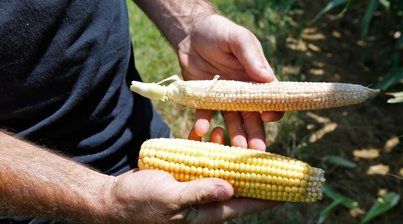 Third generation farmer Darren Reed, 36, from Jamestown compares a relatively healthy ear of corn with an ear from the next plant over which has no developed kernels. Reed says the weather has been huge factor for farmers since a wet harvest season in late 2018 prevented many from getting crops out the field and into spring when they couldn’t plant because it was too wet. TY GREENLEES / STAFF