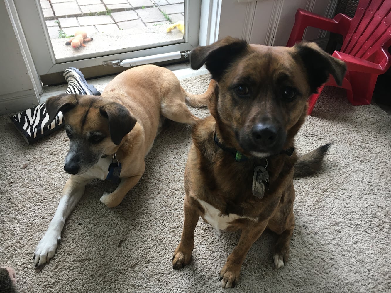 PHOTOS: It’s National Puppy Day, and our staff shows off their best friends