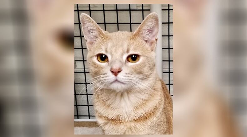 Simba is a 1-year-old buff/orange male tabby with golden eyes. He’s in need of a new home due to his former owner’s health issues. Simba gets along with the other cats too. Come meet Simba at the Paws Animal Shelter, 1535 West U.S. Highway 36, Urbana. Check out PAWS at www.pawsurbana.com, on Facebook at www.facebook.com/paws.urbana, on Petfinder at petfinder.com or call 937-653-6233. CONTRIBUTED