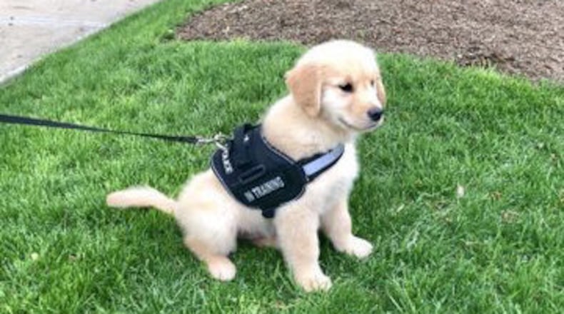 Zane is the new comfort dog for the Pittsburgh Bureau of Police.
