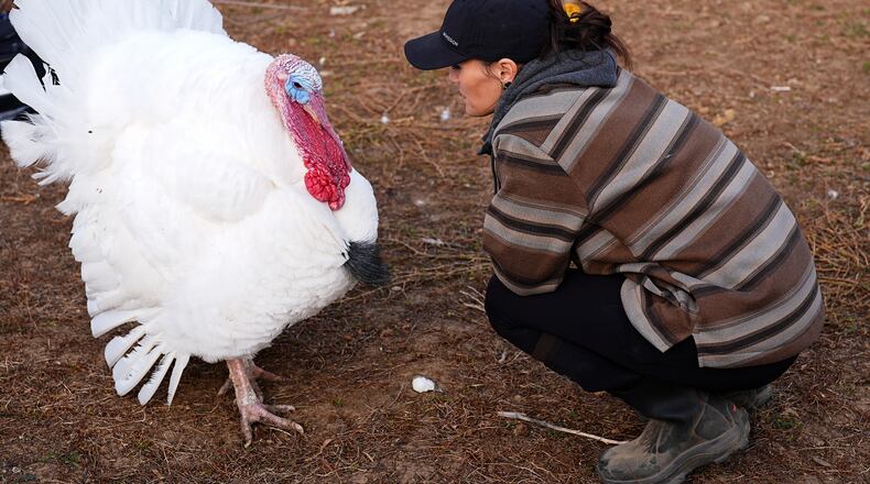 Kelly Nix, executive director of Luvin Arms Animal Sanctuary, confers with a pardoned tom turkey named Gus at the sanctuary, Friday, Nov. 21, 2025, in Erie, Colo. (AP Photo/David Zalubowski)