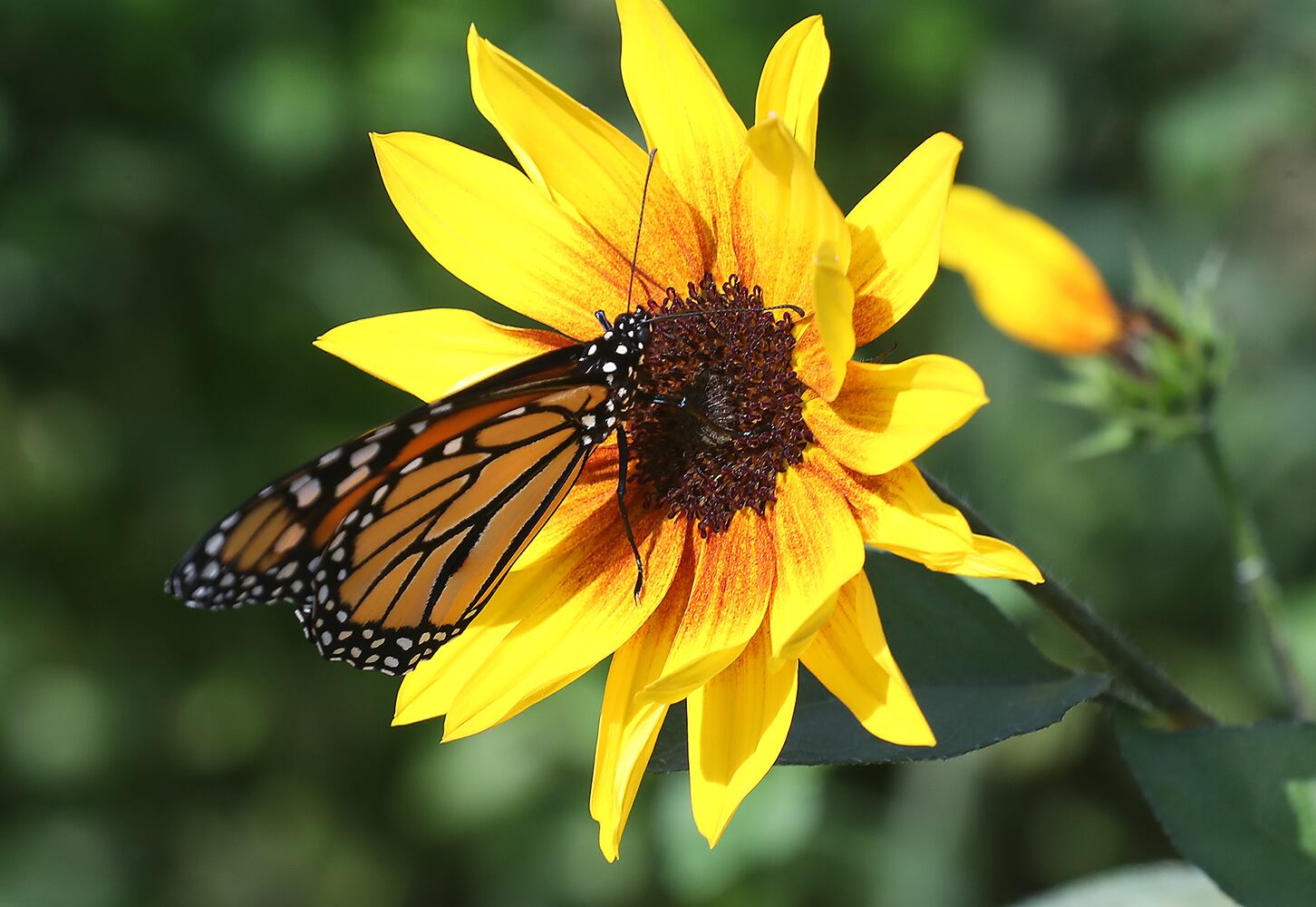091821 Butterflies SNS