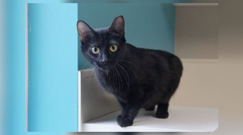 Izzy is a fun young spayed female. She loves people and is so friendly, however she is not so fond of other cats in her space. Izzy would love a home where she can be played with and not have to share you. Come meet her in the Catacabana Room at the Paws Animal Shelter, 1535 West U.S. Highway 36, Urbana. Check out PAWS at pawsurbana.com, on Facebook at facebook.com/paws.urbana, on Petfinder at petfinder.com or call 937-653-6233. PAWS is in need of volunteers and foster homes. CONTRIBUTED