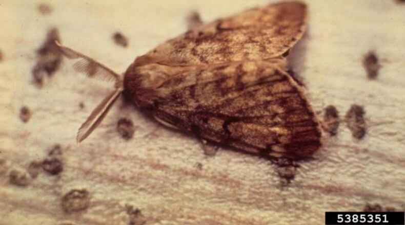 Adult spongy moth (formerly gypsy moth) is showing up in the Miami Valley. CONTRIBUTED