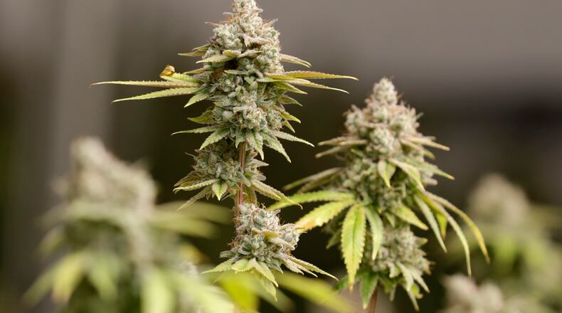 FILE - Marijuana buds ready for harvest rest on a plant at AT-Calyx Peak Companies of Ohio, Monday, Jan. 28, 2019, in Akron, Ohio. A proposal to legalize adult use of marijuana in Ohio fell short Tuesday, July 25, 2023 of the signatures it needed to make the fall statewide ballot. Backers will have 10 days, or until Aug. 4, to gather more. (AP Photo/Tony Dejak)