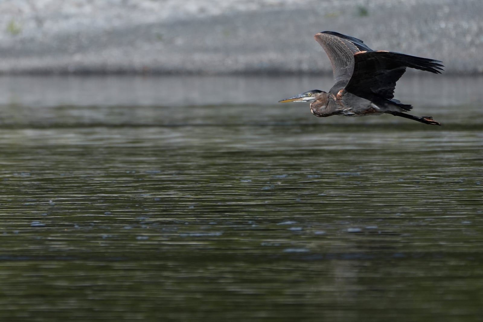 A great blue heron flies above the Klamath River, Thursday, Sept. 19, 2024, in Humboldt County, Calif. (AP Photo/Godofredo A. Vásquez)
