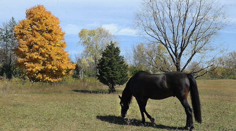 A horse grazes in a field at Carriage Hill Park on a sunny Tuesday Oct. 11, 2022. MARSHALL GORBY\STAFF