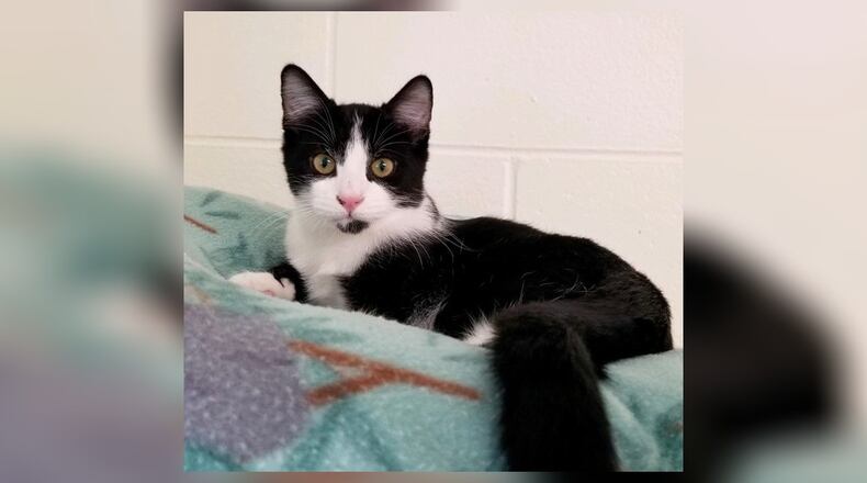 Dino is a 6-month-old black and white neutered male. He’s very playful and would love to meet you. Come by the Scratching Post Room at the Paws Animal Shelter, 1535 West U.S. Highway 36, Urbana, to meet him and his brother Bam Bam and sister Pebbles. Check out PAWS at www.pawsurbana.com, on Facebook at www.facebook.com/paws.urbana, on Petfinder at petfinder.com or call 937-653-6233. PAWS is in need of volunteers and foster homes. CONTRIBUTED