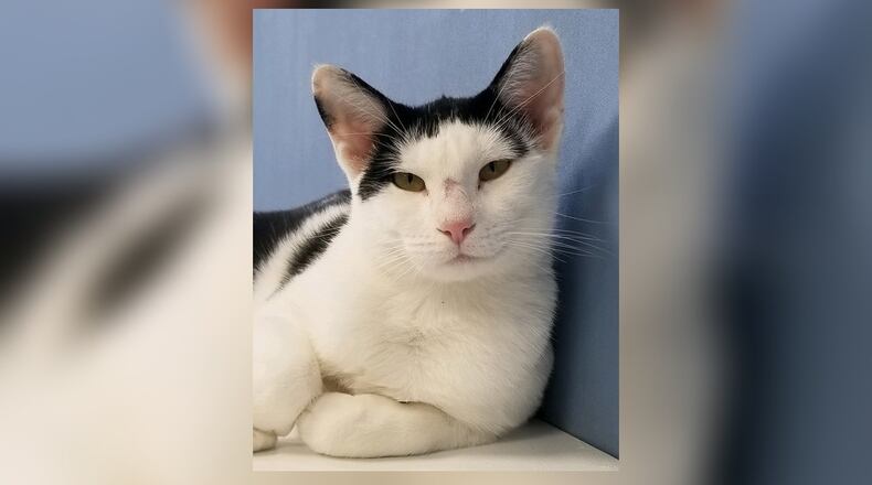 Alley is a 1-year-old black and white cat who is such a good girl. She had four kittens when she came to us. They are weened now and she has been spayed. Alley is ready to find a new home as her former owner passed away. Come meet her at the Paws Animal Shelter, 1535 West U.S. Highway 36, Urbana. Check out PAWS at pawsurbana.com, on Facebook at facebook.com/paws.urbana, on Petfinder at petfinder.com or call 937-653-6233. PAWS is in need of volunteers and foster homes. CONTRIBUTED