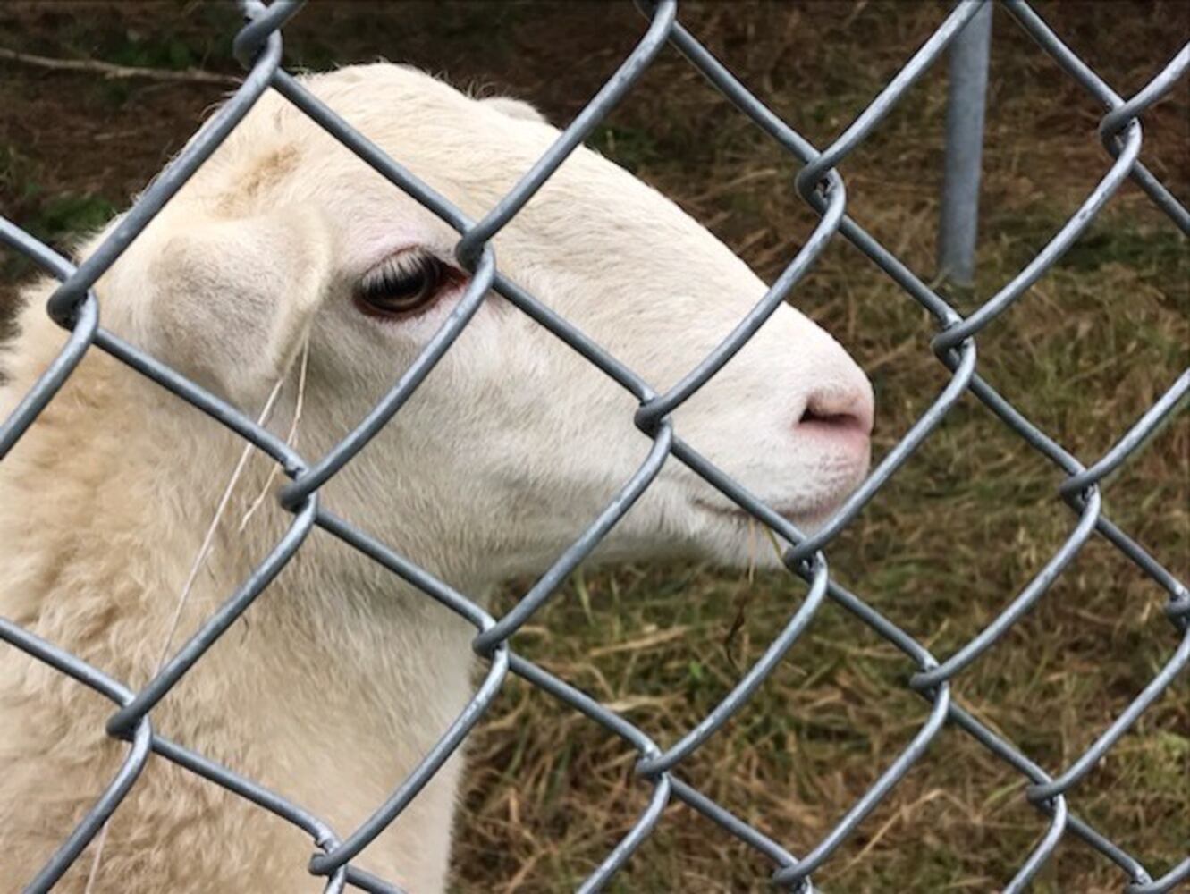 PHOTOS: Antioch College lambs