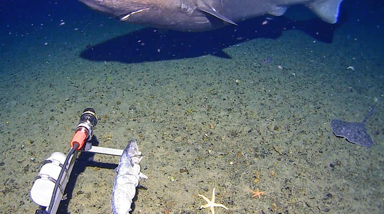 In this image made from video and released by the University of Western Australia, a sleeper shark swims into the spotlight of a video camera in Antarctica in January 2025. (Minderoo-UWA Deep-Sea Research Centre, Inkfish, Kelpie Geoscience via AP)