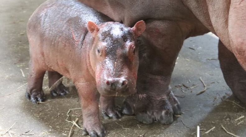 The Cincinnati Zoo will name its new hippo either Fritz or Ferguson. CONTRIBUTED/CINCINNATI ZOO