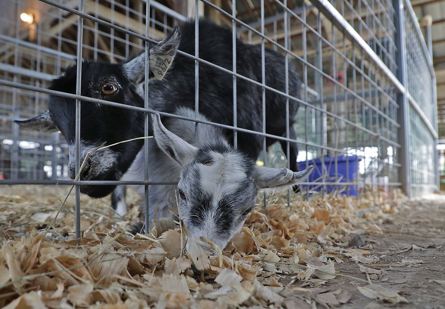 Champaign County Fair