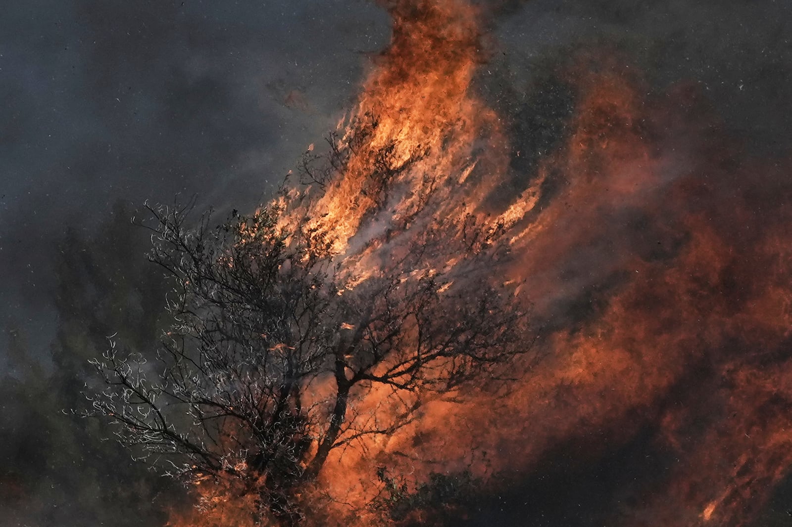 An olive tree burns in a Palestinian village near the West Bank town of Sinjil, Friday, July 11, 2025. (AP Photo/Maya Alleruzzo)