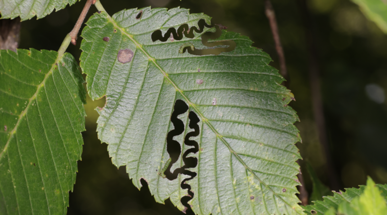The Ohio Department of Natural Resources is asking Ohioans to report any sightings or sign of the elm zigzag sawfly, an invasive, caterpillar-like insect native to Asia. The insect has a distinct feeding pattern that leaves a zigzag pattern on elm leaves. Photo courtesy the Ohio Department of Natural Resources.