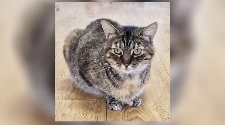 Meet Nefertiti. She’s a beautiful 1-year-old tiger tabby with spots of orange here and there. She is very nice and friendly. Nefertiti is already spayed and is waiting to meet you. She wants a place to call home, hopefully with a window to watch out. Come meet her in the Catabana at the Paws Animal Shelter, 1535 West U.S. Highway 36, Urbana. Check out PAWS at www.pawsurbana.com, on Facebook at www.facebook.com/paws.urbana, on Petfinder at petfinder.com or call 937-653-6233. PAWS is in need of volunteers and foster homes. CONTRIBUTED