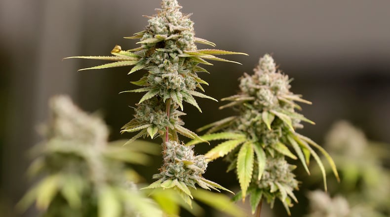 FILE - Marijuana buds ready for harvest rest on a plant at AT-CPC of Ohio, Jan. 28, 2019, in Akron, Ohio. A new law banning foreign nationals and green card holders from contributing to state ballot campaigns in Ohio curtails the constitutionally protected rights of free speech and association, according to a lawsuit filed Thursday, June 28, 2024 in federal court. (AP Photo/Tony Dejak, File)