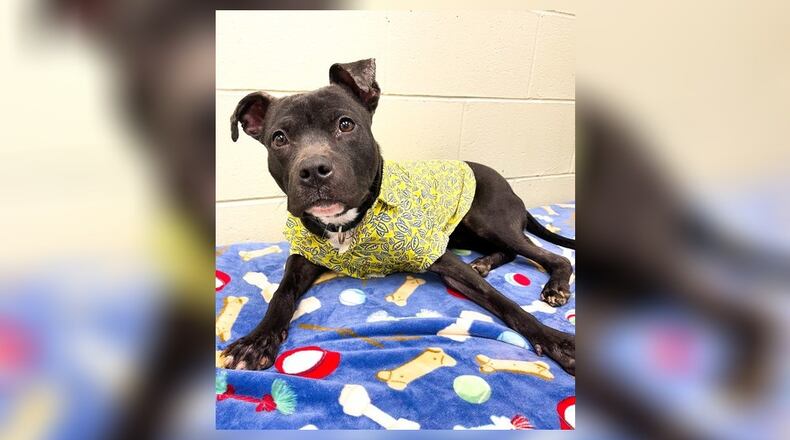 Pluto is a 37 lb., pittie mix. We believe he is pretty full grown and shouldn’t get much bigger. He came into us as a stray, who was malnourished but very sweet. He has unconditional love to share with a family who can share just as much love back to him. His adoption fee is $111 this week, as he is the Pet of the Week. That includes his neuter, vaccines, heartworm test, microchip, dog license, and a free vet check. Call 937-521-2140, to meet Pluto. Clark County Dog Shelter is at 5201 Urbana Road, Springfield. CONTRIBUTED