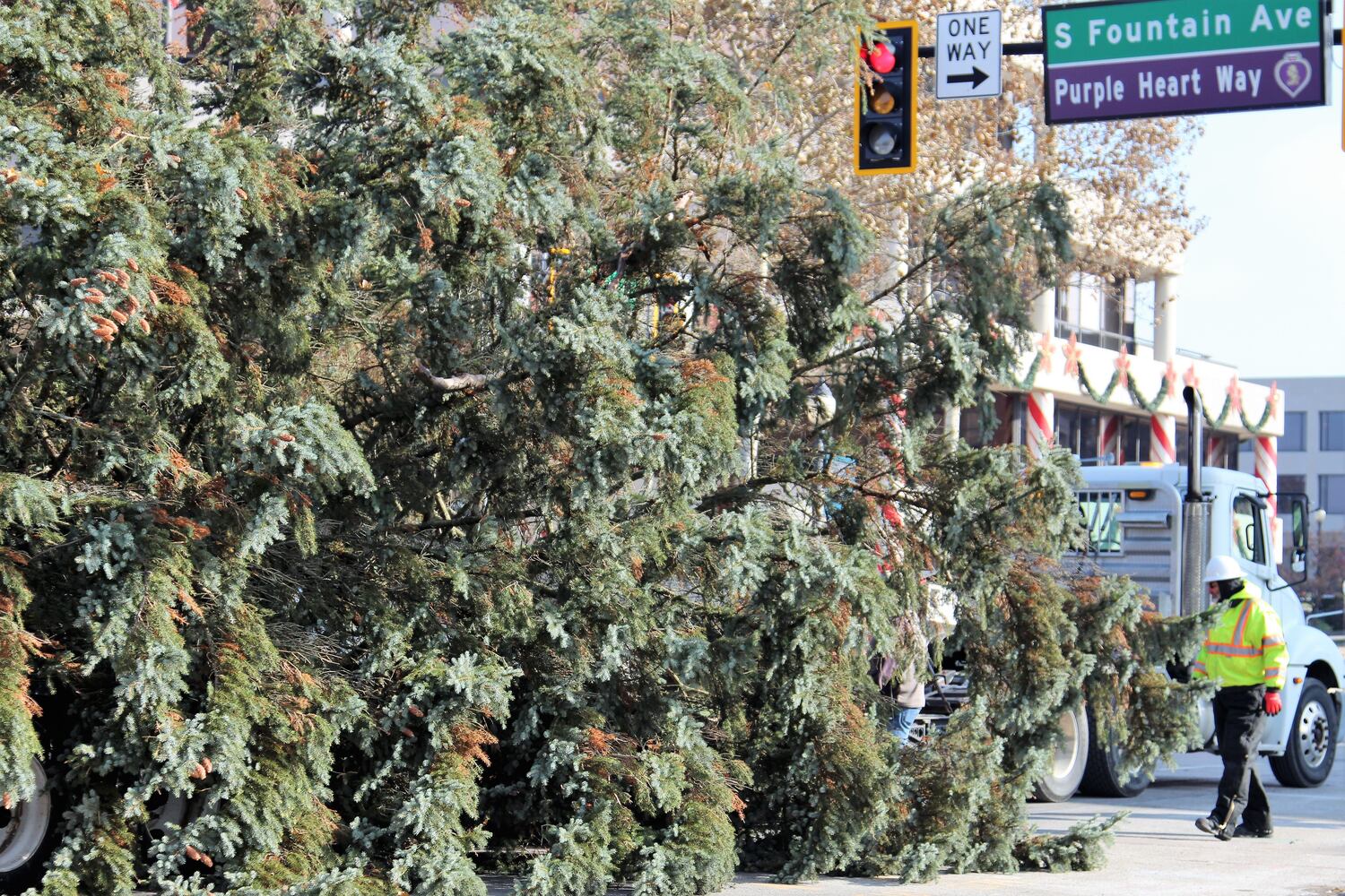 PHOTOS: Springfield Gets Holiday Tree