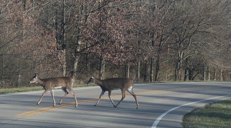 A pair of deer walk slowly across the at Buck Creek State Park. BILL LACKEY/STAFF