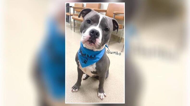 Meet Gumbo! He was picked up as a stray back in September. Unfortunately, we had no luck tracking down the owner. He is a 2-year-old Pittie Mix, around 50 lbs, that is very sweet, loving, and playful. He would make an excellent family pet. We have not seen any issues with other dogs here at the shelter. However, we do recommend bringing in your dog to meet him, to see if it’s a good match. His adoption fee this week is $111 as he is Pet of the Week. That includes his neuter, vaccines, microchip, heartworm test, dog license, and a free vet check. Call 937-521-2140 if you’re interested in meeting Gumbo. Clark County Dog Shelter is at 5201 Urbana Road, Springfield. CONTRIBUTED