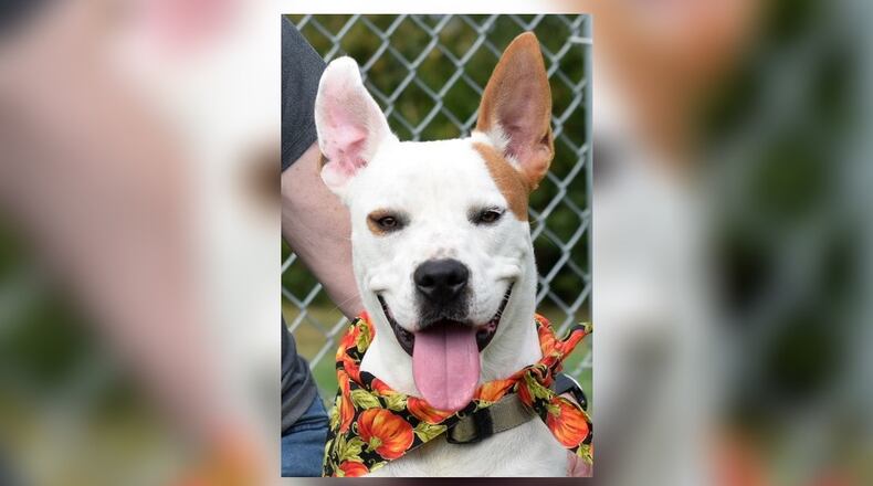 Cylus is close to 1-year-old and perfect for an active, energetic human companion. He is neutered, fully vaccinated, microchipped, vet check and licensed and can be yours for $22 as he is our Pet of the Week. Cylus is at the Clark County Dog Shelter, 5201 Urbana Road, Springfield. Call 937-521-2140 or visit www.facebook.com/clarkcountydogshelter for more information. CONTRIBUTED