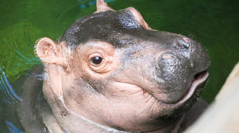 World's favorite hippo, Fiona, lives at the Cincinnati Zoo & Botanical Garden