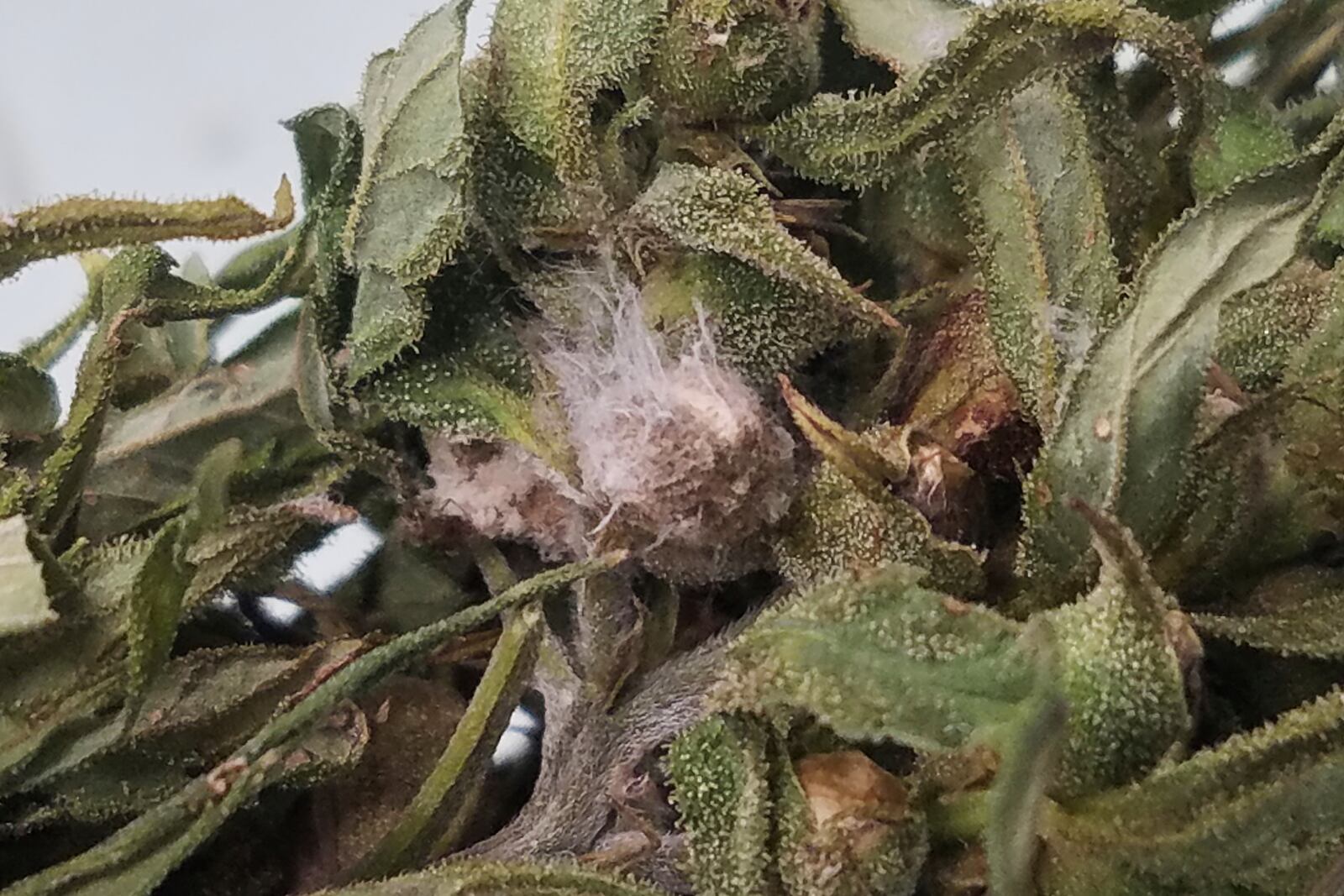 This image provided by Nicole Gauthier shows a colonization of Fusarium head blight, a costly fungal disease, growing on field-grown hemp in Kentucky on Sept. 29, 2020. (Nicole Gauthier via AP)