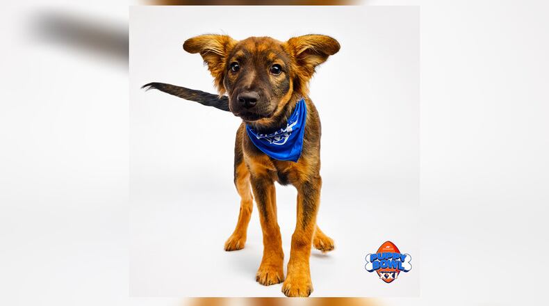 The Humane Society of Greater Dayton announced that three of its puppies will take part in the annual event, pitting Team Fluff against Team Ruff at 2 p.m. Sunday ahead of the Super Bowl. CONTRIBUTED